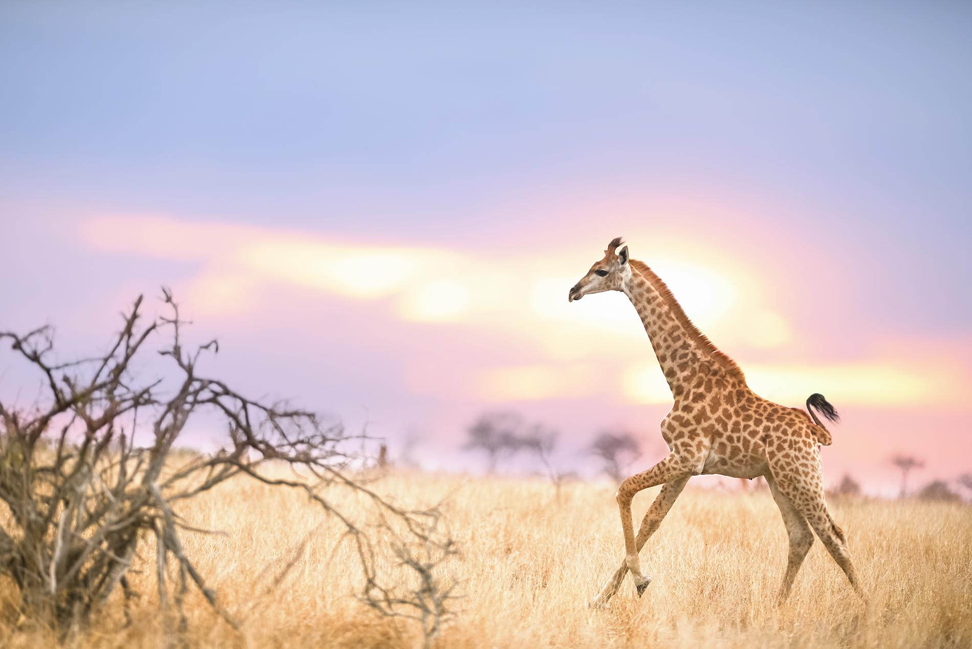 Giraffe on the run