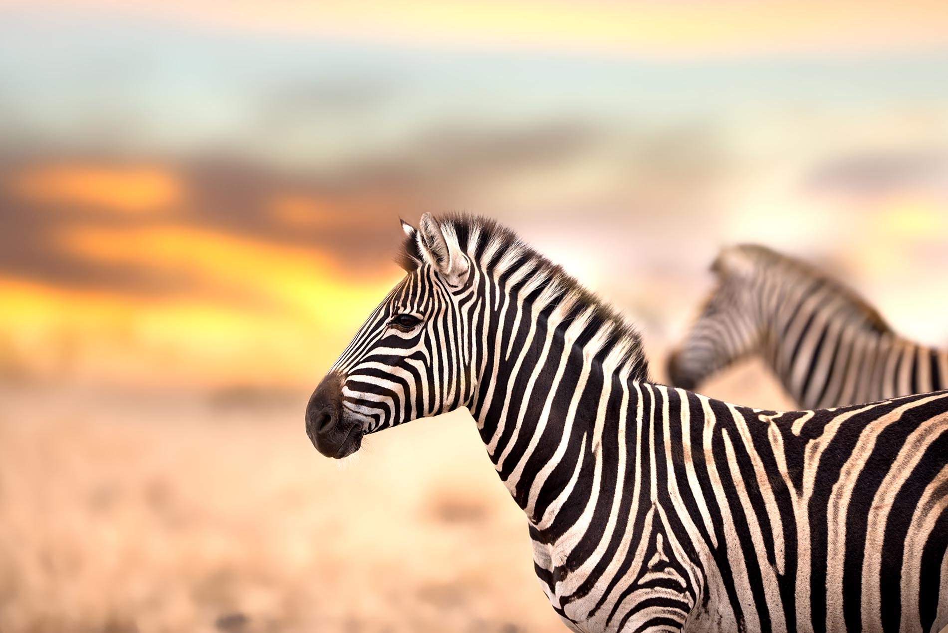 Zebras at Sunset